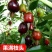 樱桃苗樱桃树苗当年结果南方北方种植地栽盆栽嫁接车厘子果