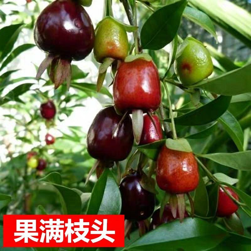 樱桃苗樱桃树苗当年结果南方北方种植地栽盆栽嫁接车厘子果