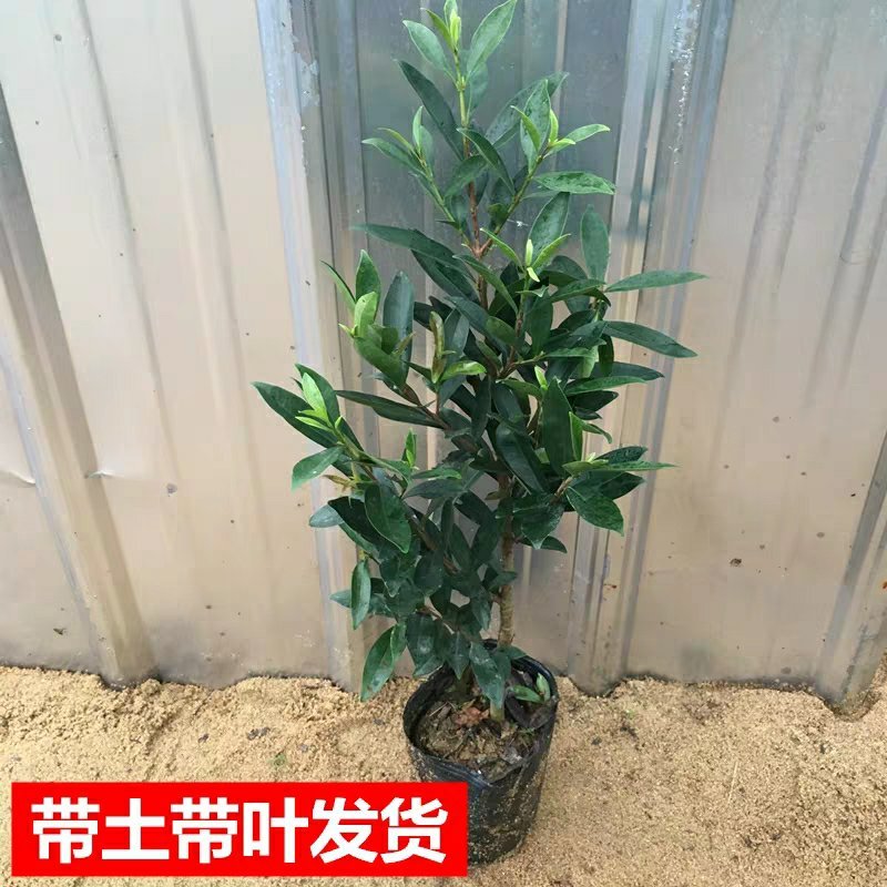 樱桃苗樱桃树苗当年结果南方北方种植地栽盆栽嫁接车厘子果