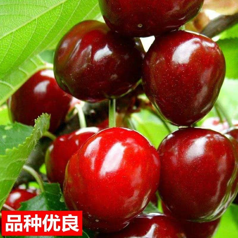 樱桃苗樱桃树苗当年结果南方北方种植地栽盆栽嫁接车厘子果