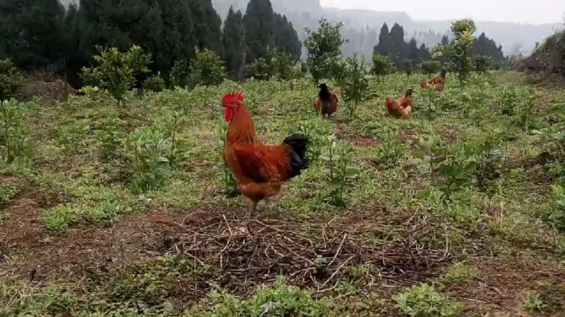 山野百亩果园放养原生态土跑山鸡