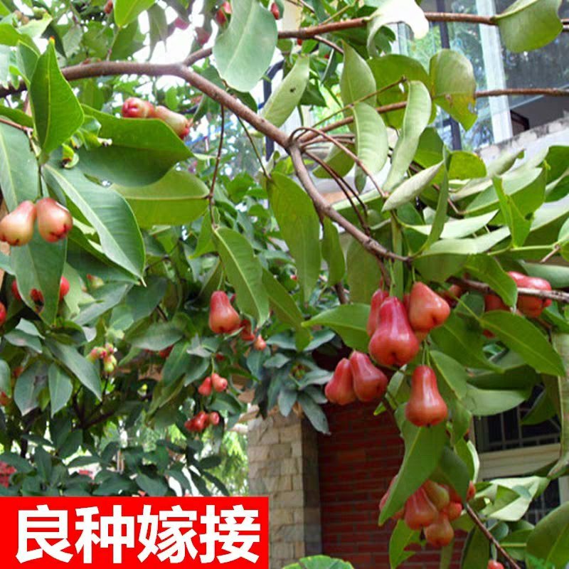 台湾黑金刚莲雾嫁接苗大叶红盆栽地栽果树苗黑珍珠飞弹庭院种