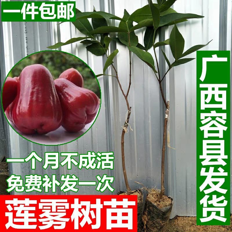 台湾黑金刚莲雾嫁接苗大叶红盆栽地栽果树苗黑珍珠飞弹庭院种