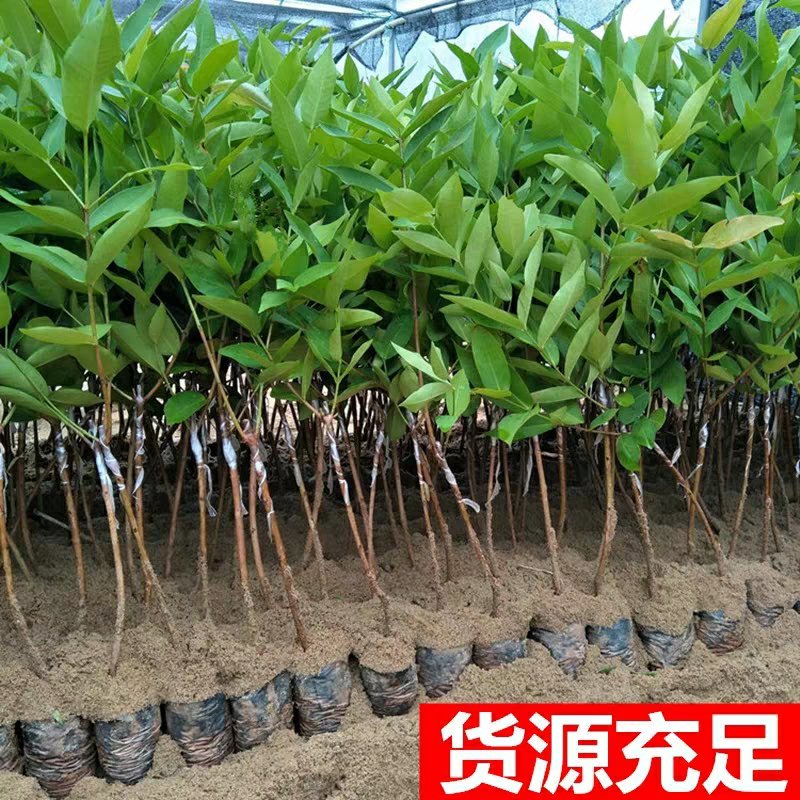 台湾黑金刚莲雾嫁接苗大叶红盆栽地栽果树苗黑珍珠飞弹庭院种