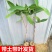 台湾黑金刚莲雾嫁接苗大叶红盆栽地栽果树苗黑珍珠飞弹庭院种