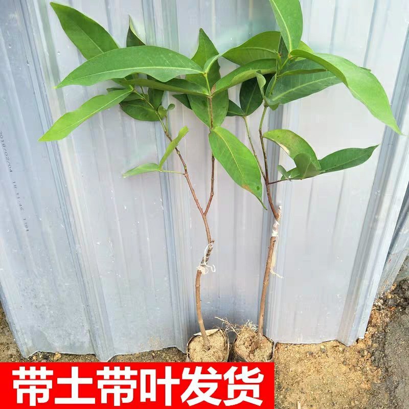 台湾黑金刚莲雾嫁接苗大叶红盆栽地栽果树苗黑珍珠飞弹庭院种