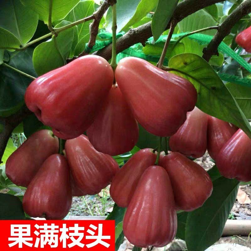 台湾黑金刚莲雾嫁接苗大叶红盆栽地栽果树苗黑珍珠飞弹庭院种