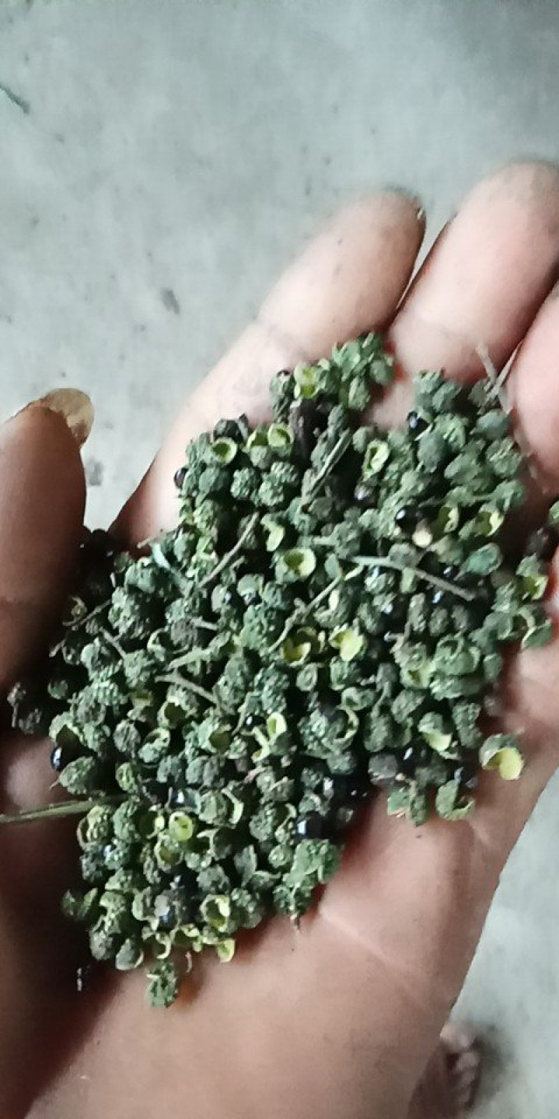 江津九叶青花椒，清香超纯，色香俱全，是烹饪必须佳品调料