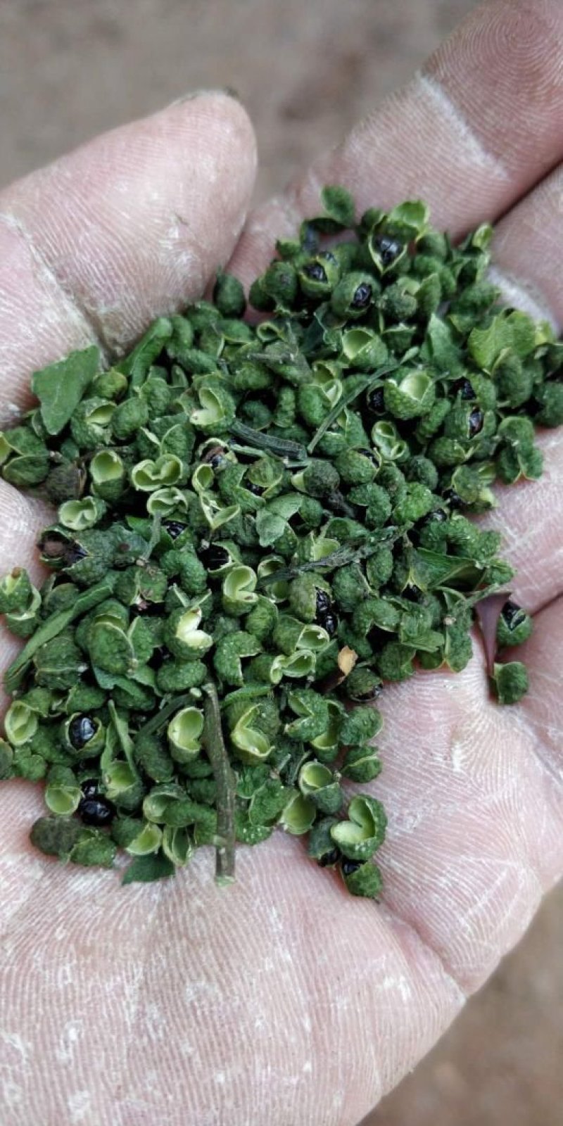 江津九叶青花椒，清香超纯，色香俱全，是烹饪必须佳品调料