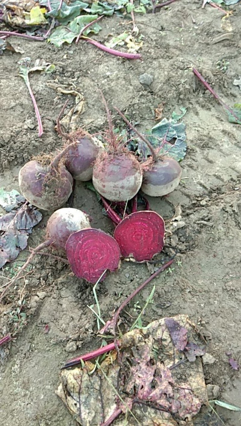 红甜菜，甜菜根，紫菜头，4两以上，个头均匀。