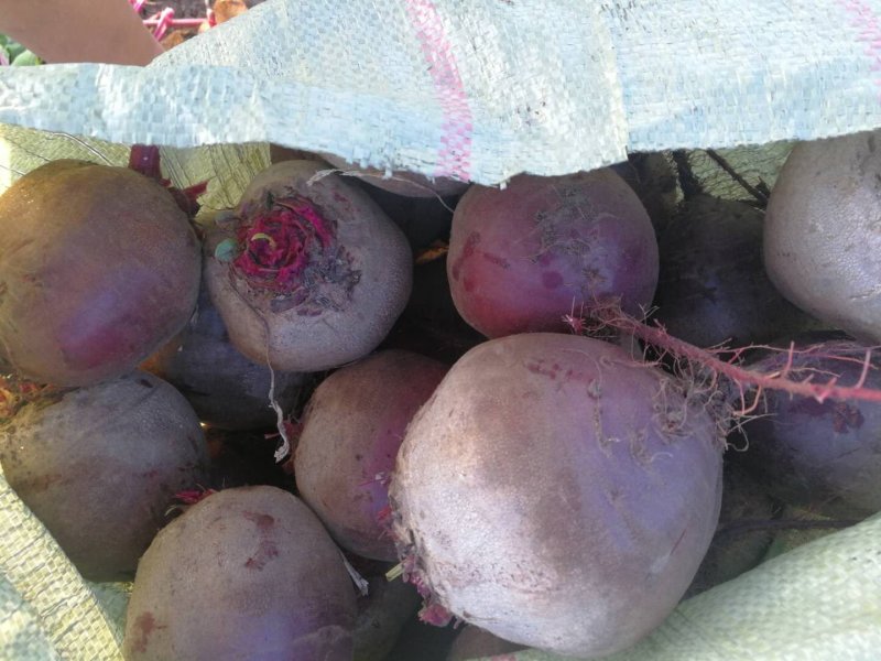 红甜菜，甜菜根，紫菜头，4两以上，个头均匀。