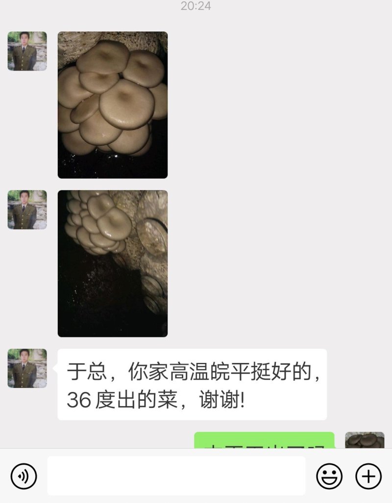 高温审定品种，‘高温皖平’及高温灰色‘伏99’母种，原种