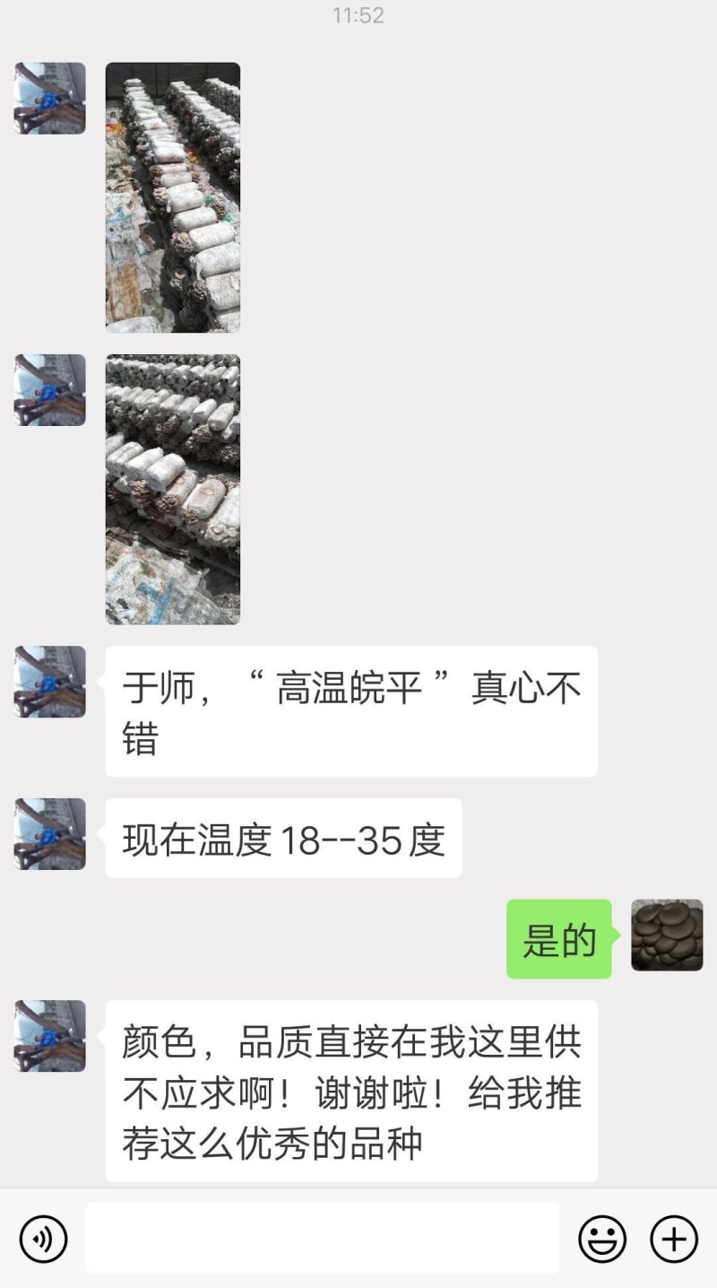 高温审定品种，‘高温皖平’及高温灰色‘伏99’母种，原种