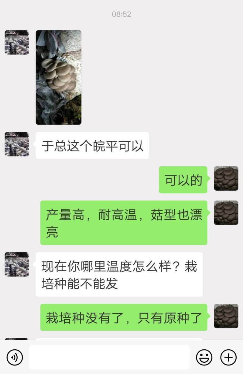 高温审定品种，‘高温皖平’及高温灰色‘伏99’母种，原种