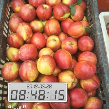 【甄选优果】油桃大量上市品相上乘诚♥经营客户至上