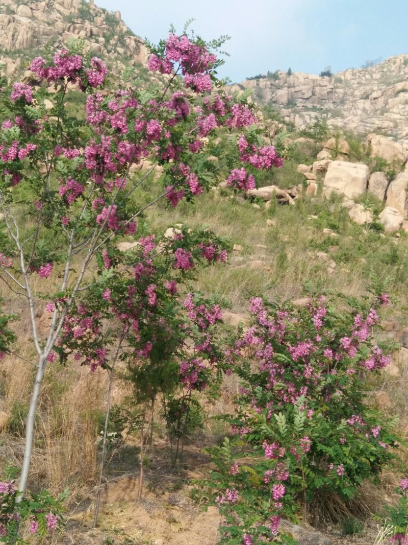 山地，带果树水电，想租山地的朋友联系，
