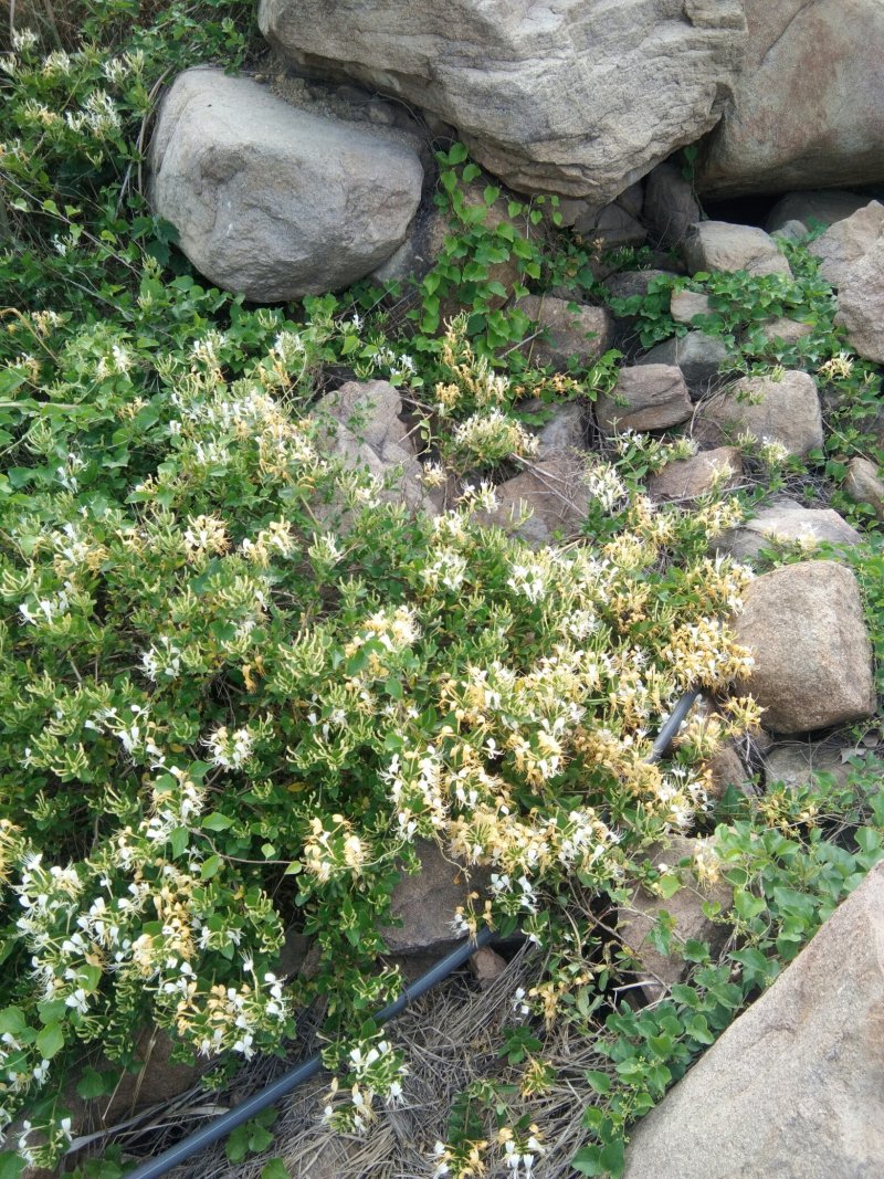 山地，带果树水电，想租山地的朋友联系，