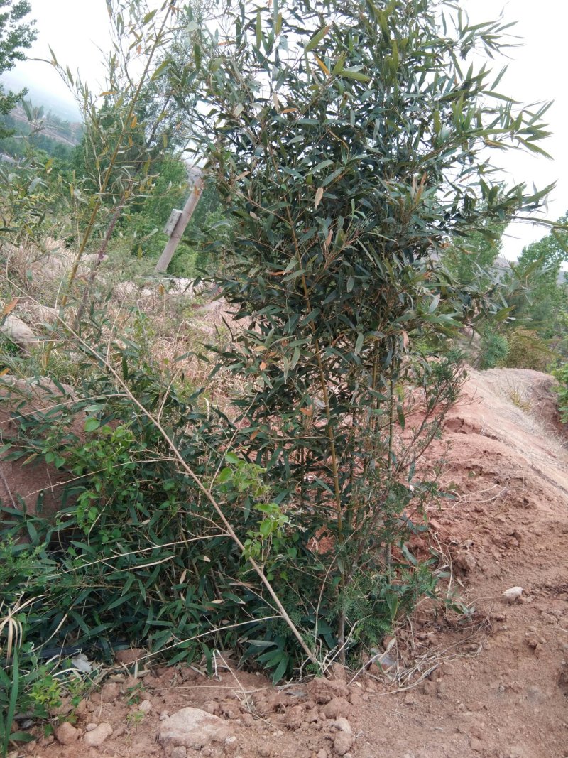 山地，带果树水电，想租山地的朋友联系，