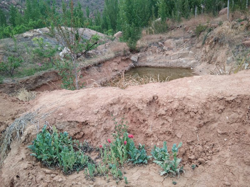 山地，带果树水电，想租山地的朋友联系，