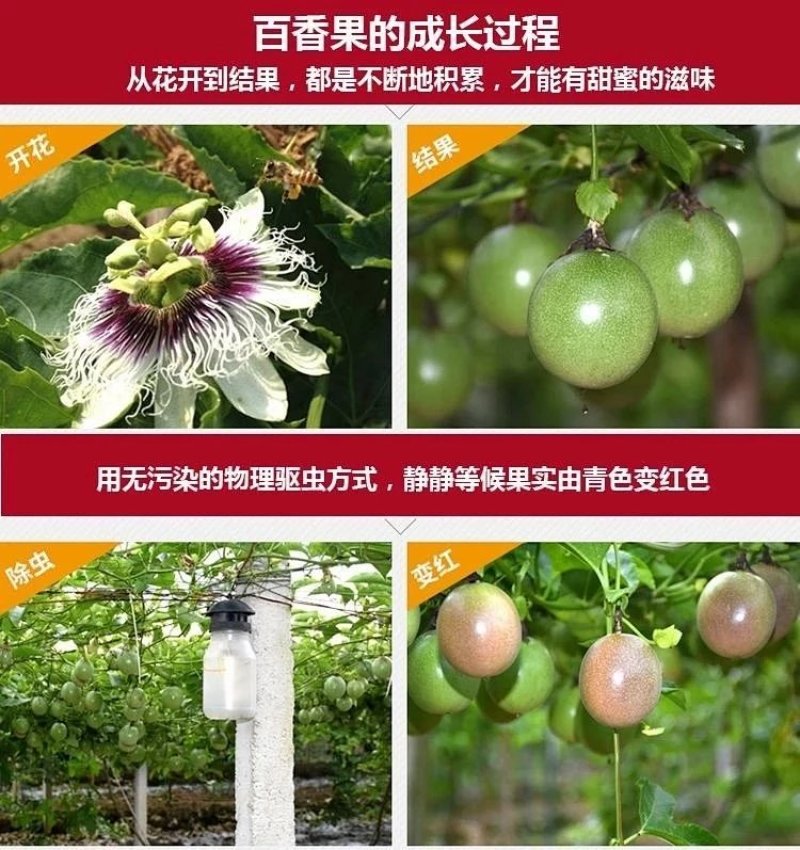 百香果大果5斤西番莲新鲜水果现摘现发酸甜爽口一件代发