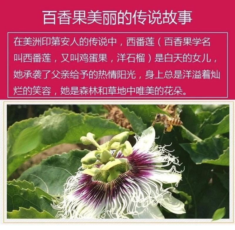 百香果大果5斤西番莲新鲜水果现摘现发酸甜爽口一件代发