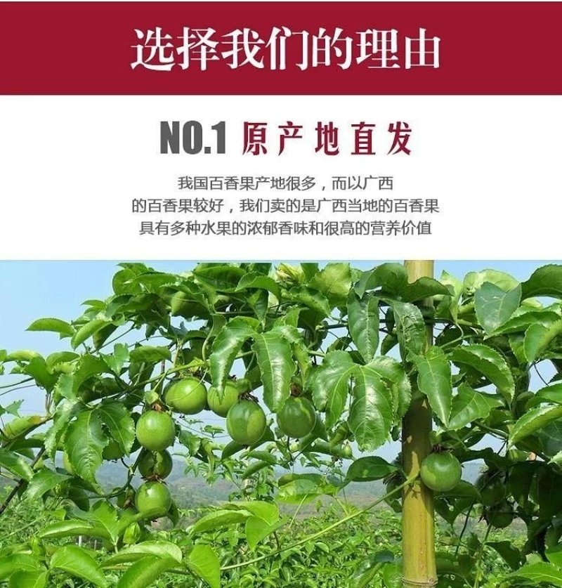 百香果大果5斤西番莲新鲜水果现摘现发酸甜爽口一件代发