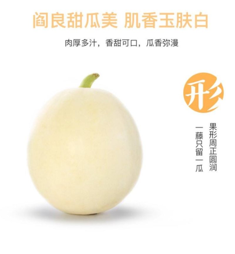 阎良甜瓜5斤包邮