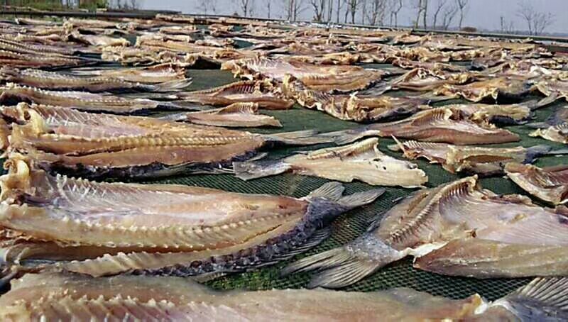 鲤鱼干鲤鱼块咸鱼干腊鱼大量供应