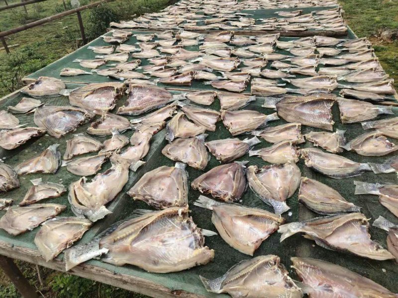 鲤鱼干鲤鱼块咸鱼干腊鱼大量供应