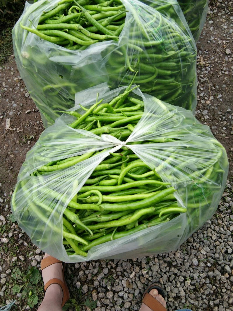 精品线椒