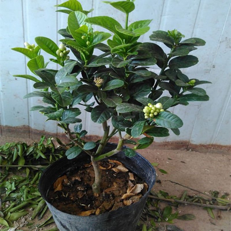 室内盆景金佛手柠檬果树苗观果植物可食用佛手
