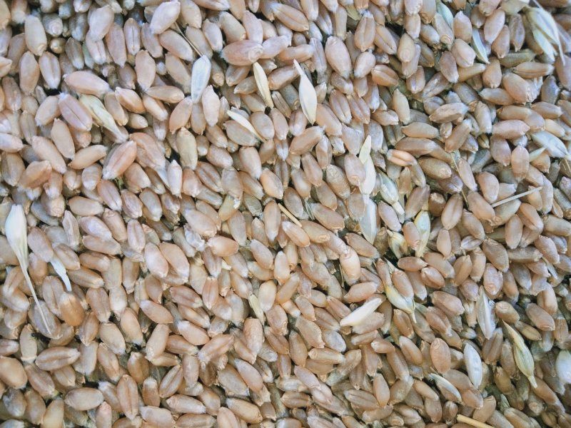 湖北襄阳小麦，西农，9023大量上市了。