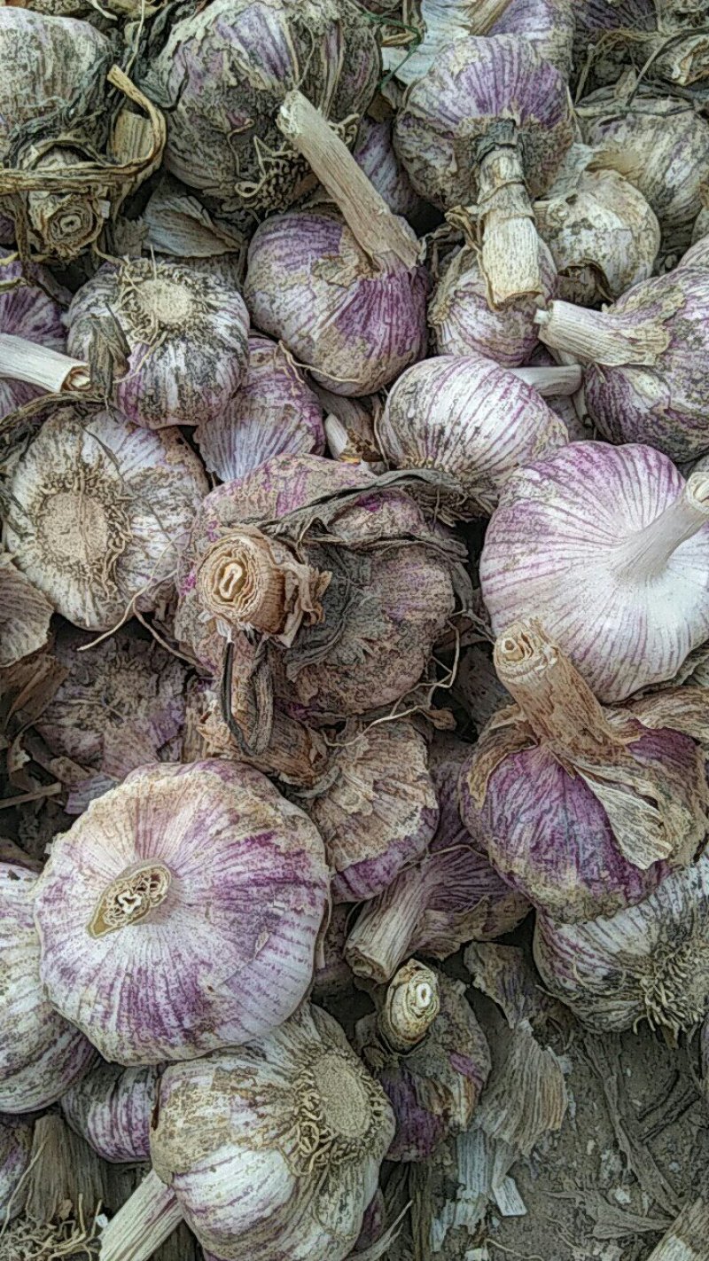 早熟蒜大量上市