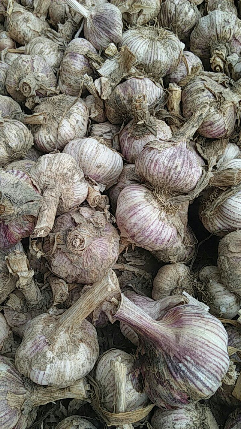 早熟蒜大量上市