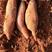 北京红红薯本基地长期种植和大量供应有专业分捡团队质量保证