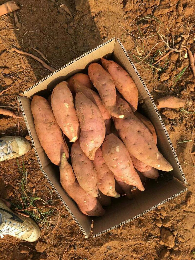 北京红红薯本基地长期种植和大量供应有专业分捡团队质量保证