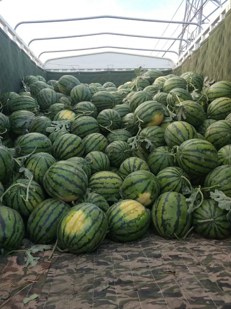 甜王西瓜基地供货，货源充足，质量保证
