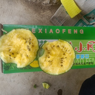 沭阳县特小凤西瓜大量上市嚷口好熟度好坏果包赔视频看货实地看货