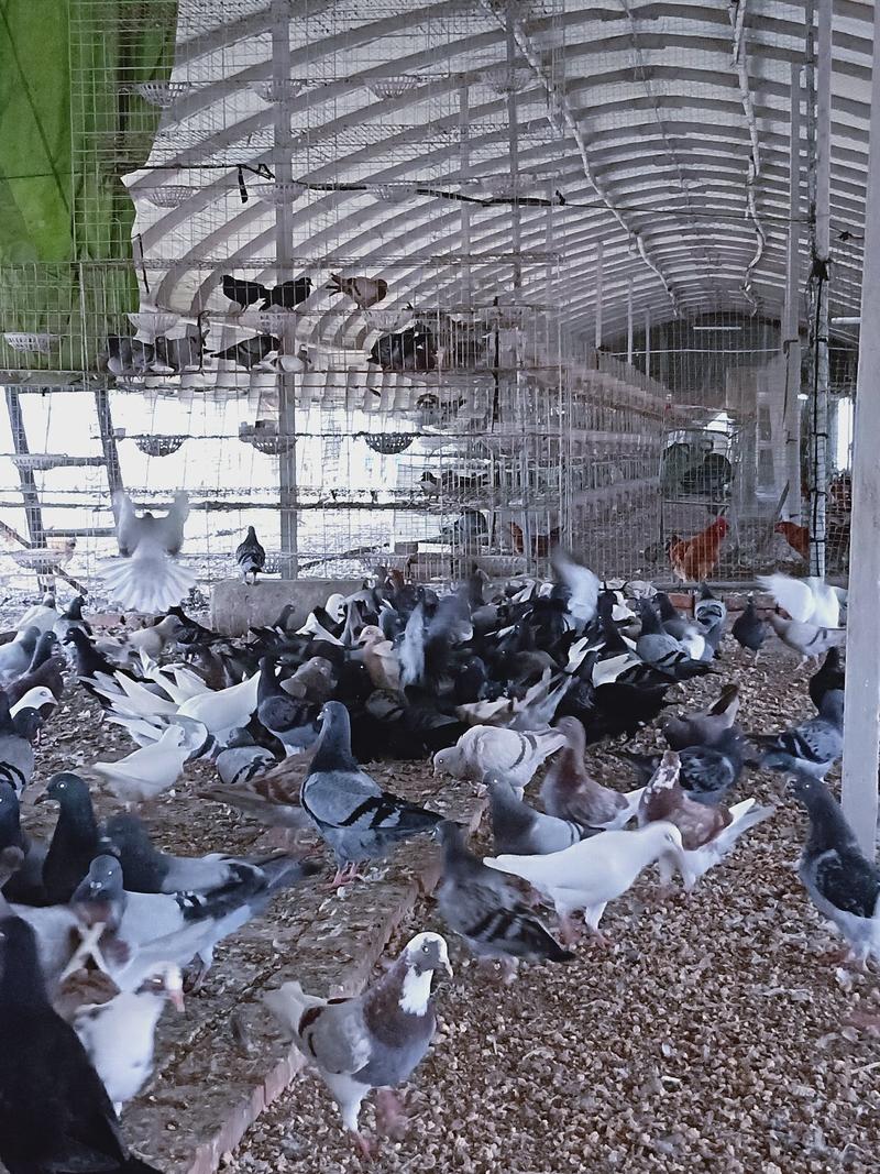 出售三个月自留种鸽六百对，防疫齐全，有意者联系