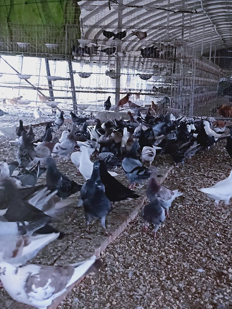 出售三个月自留种鸽六百对，防疫齐全，有意者联系