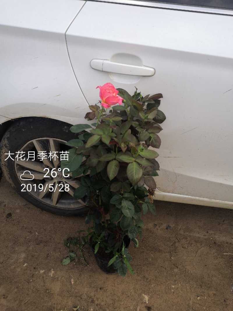 卡罗拉大花月季工程苗苗圃大量供应各种藤本月季欧月