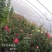 卡罗拉大花月季工程苗苗圃大量供应各种藤本月季欧月