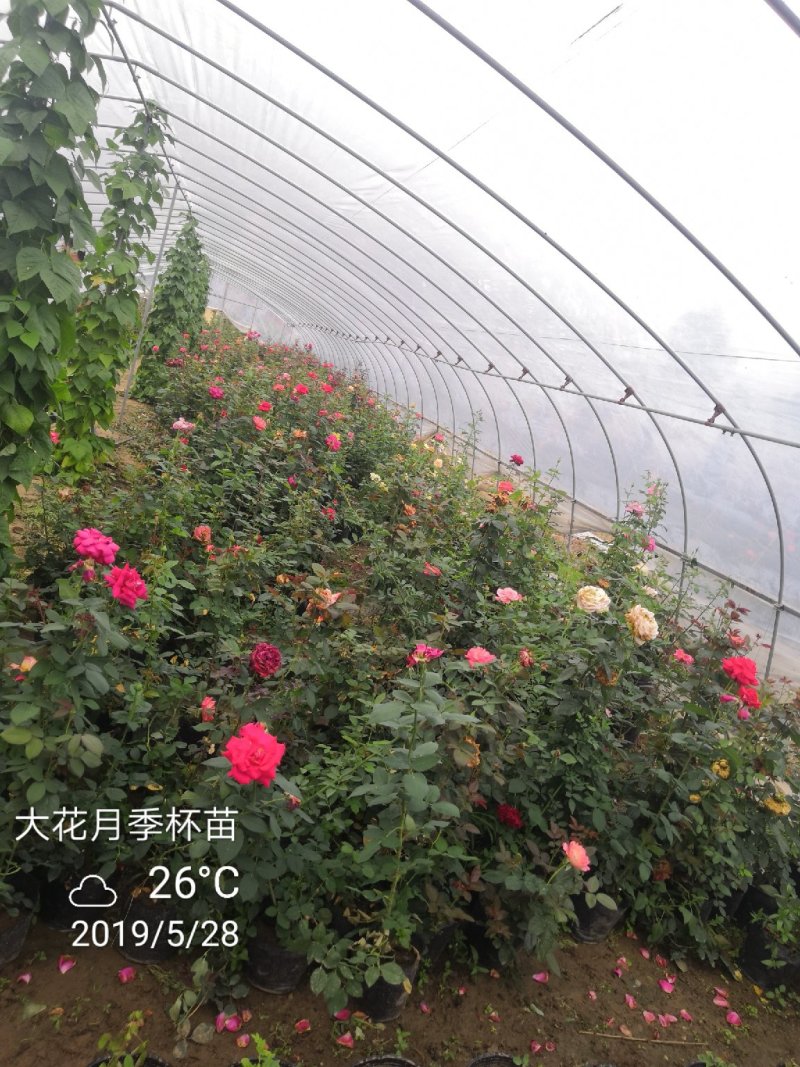卡罗拉大花月季工程苗苗圃大量供应各种藤本月季欧月