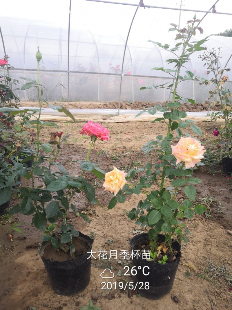 卡罗拉大花月季工程苗苗圃大量供应各种藤本月季欧月