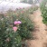 卡罗拉大花月季工程苗苗圃大量供应各种藤本月季欧月