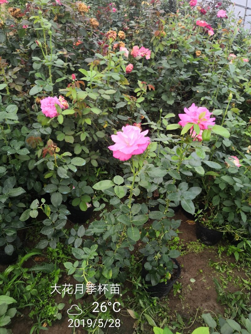 卡罗拉大花月季工程苗苗圃大量供应各种藤本月季欧月