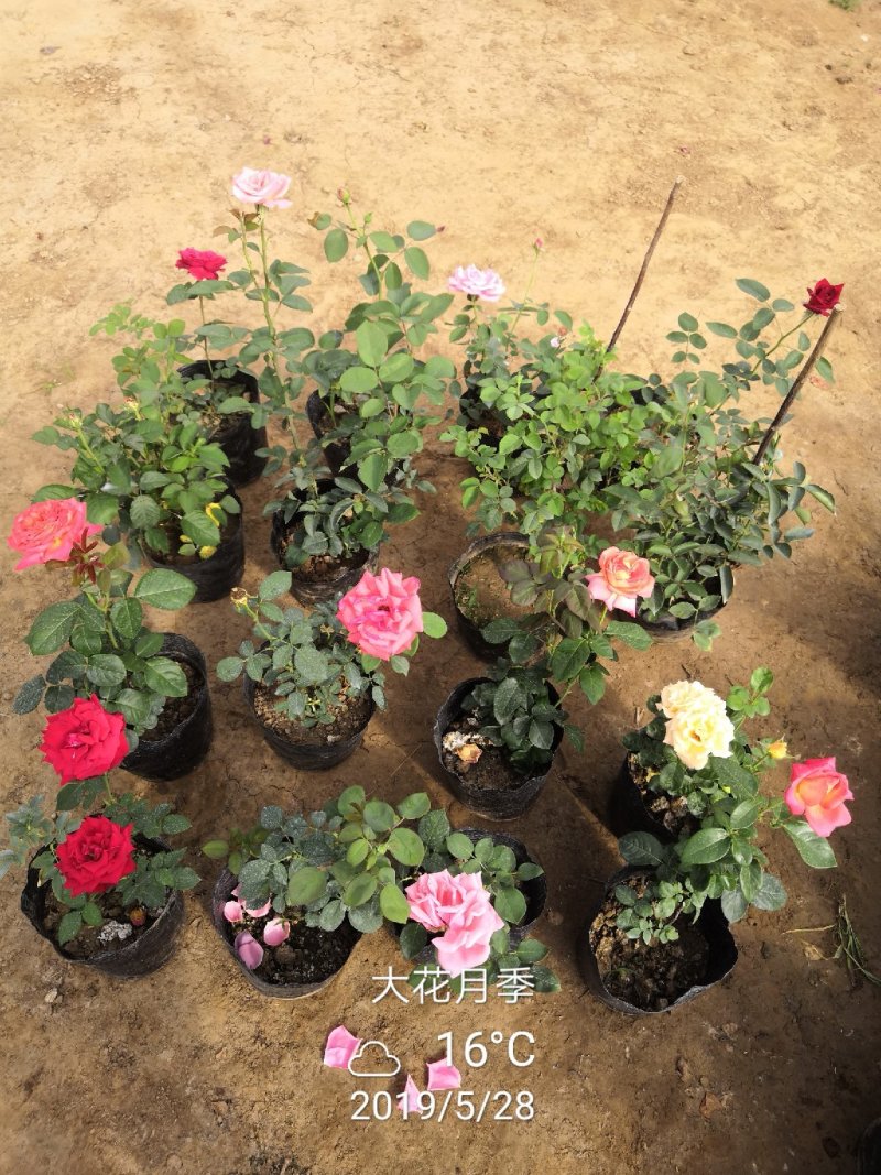 卡罗拉大花月季工程苗苗圃大量供应各种藤本月季欧月