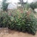 卡罗拉大花月季工程苗苗圃大量供应各种藤本月季欧月