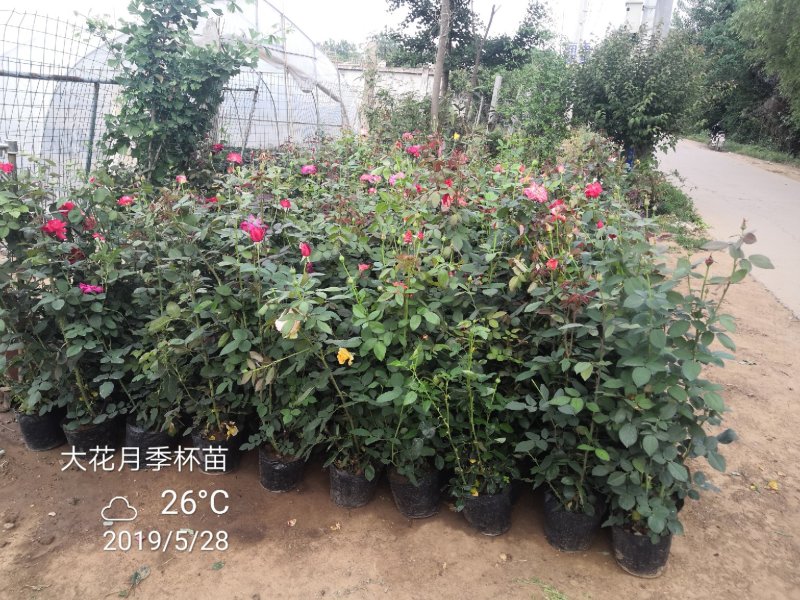 卡罗拉大花月季工程苗苗圃大量供应各种藤本月季欧月