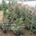 卡罗拉大花月季工程苗苗圃大量供应各种藤本月季欧月